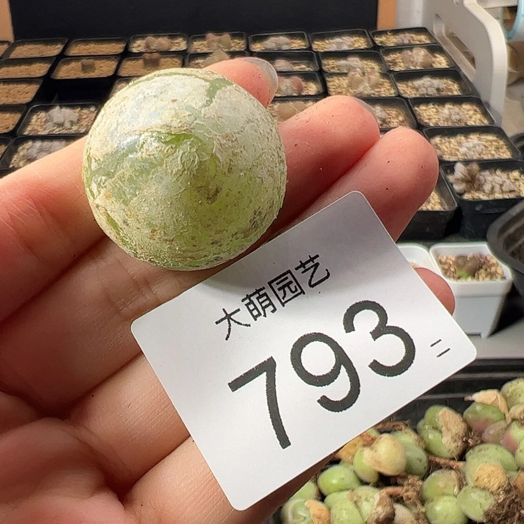 一物一拍。     793