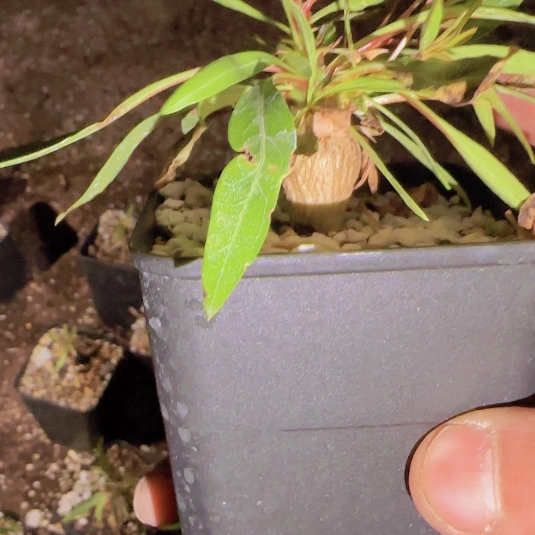 深***游块根植物块根植物