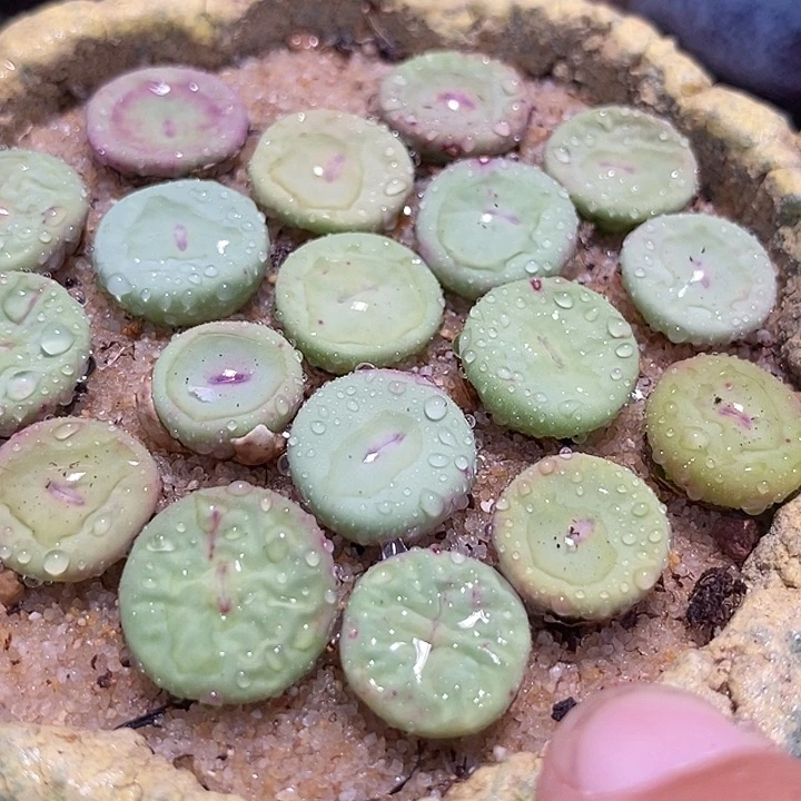 大型小红嘴一颗