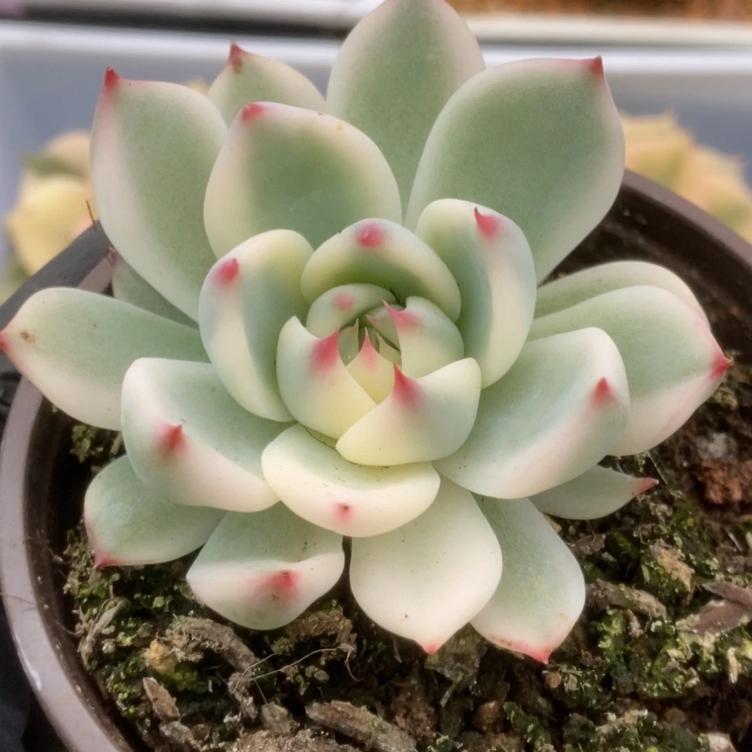 641锦锦锦锦锦锦锦