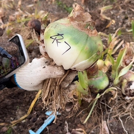 2021年杂交大球7号12厘米左右 不知花色 开花售后