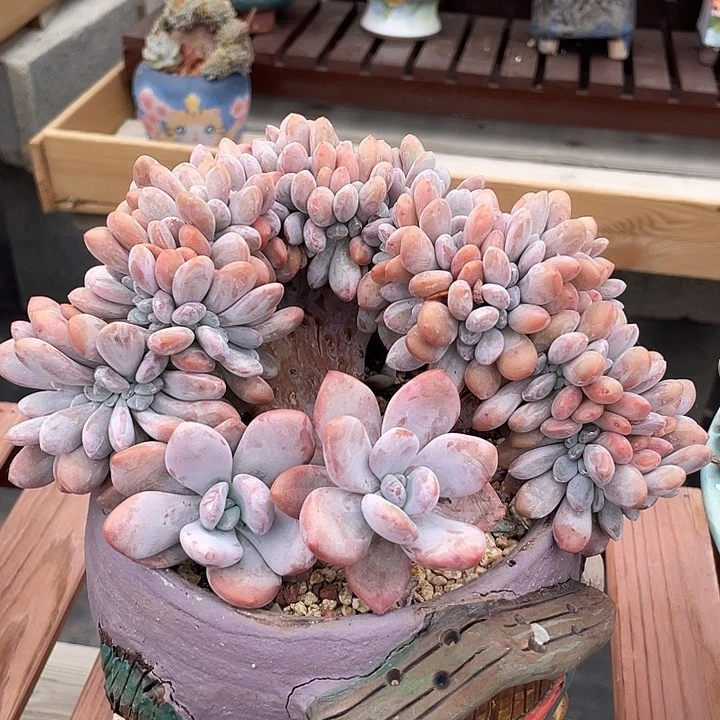 粉兔缀化多肉植物