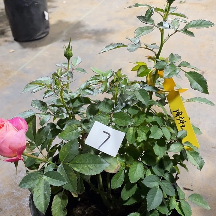 少量花朵（建议范围：2朵-5朵 或40%以下）7海神王