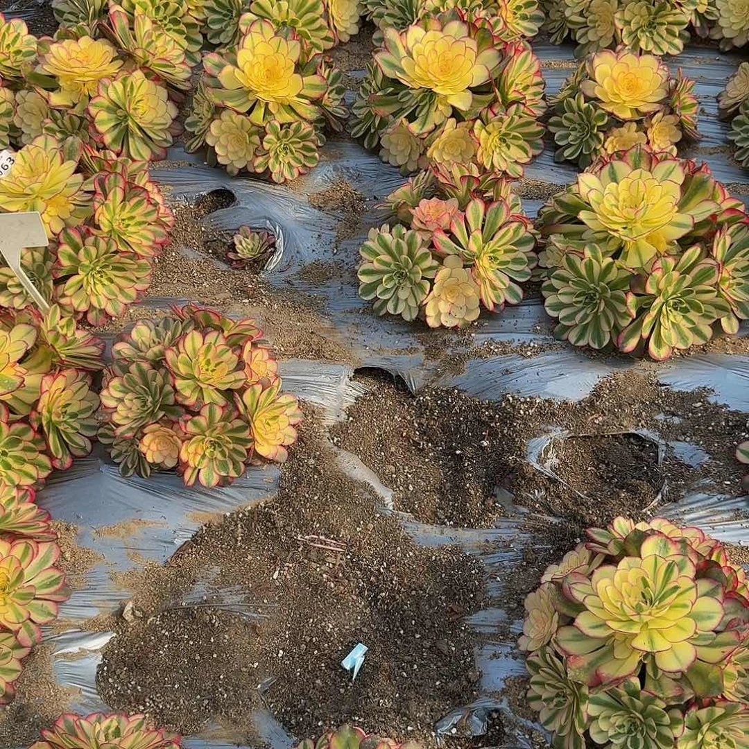 一颗寄养到秋费用 多肉植物