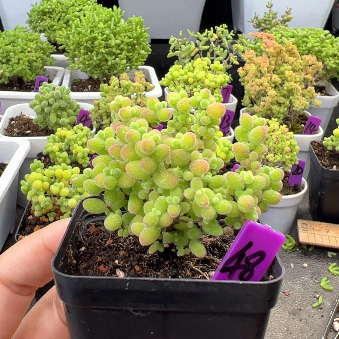 48号彩色蜜橘一物一拍