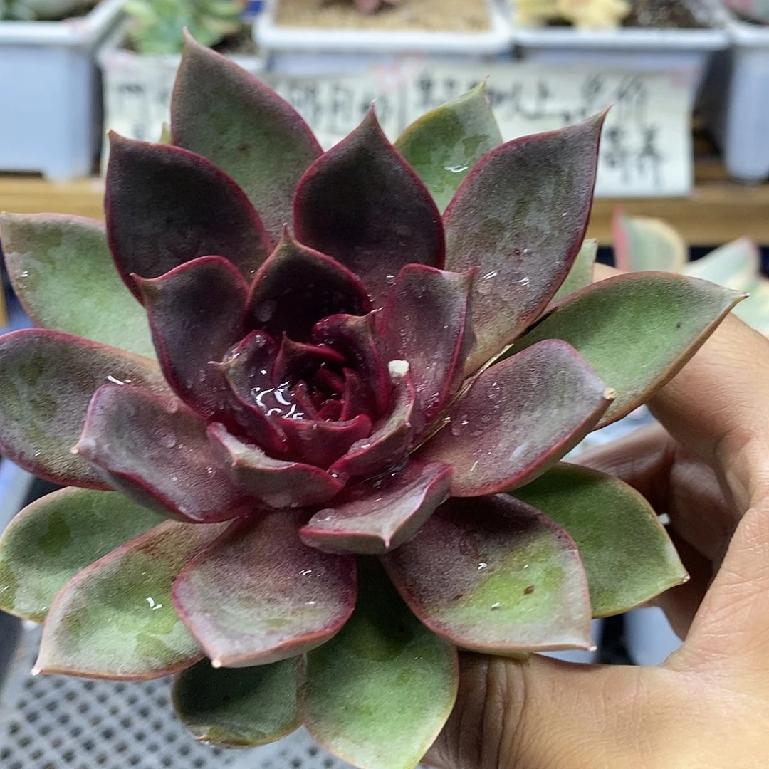 2557 发光玫瑰多肉