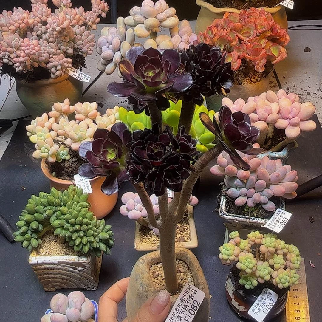 玫瑰法师082/8cm多肉