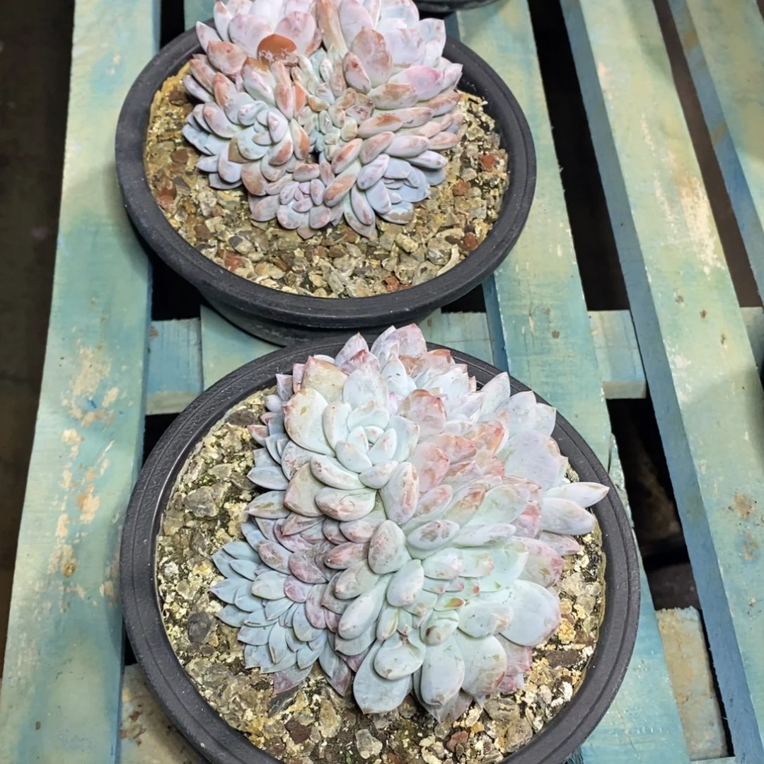 啊军喵多肉橙子缀