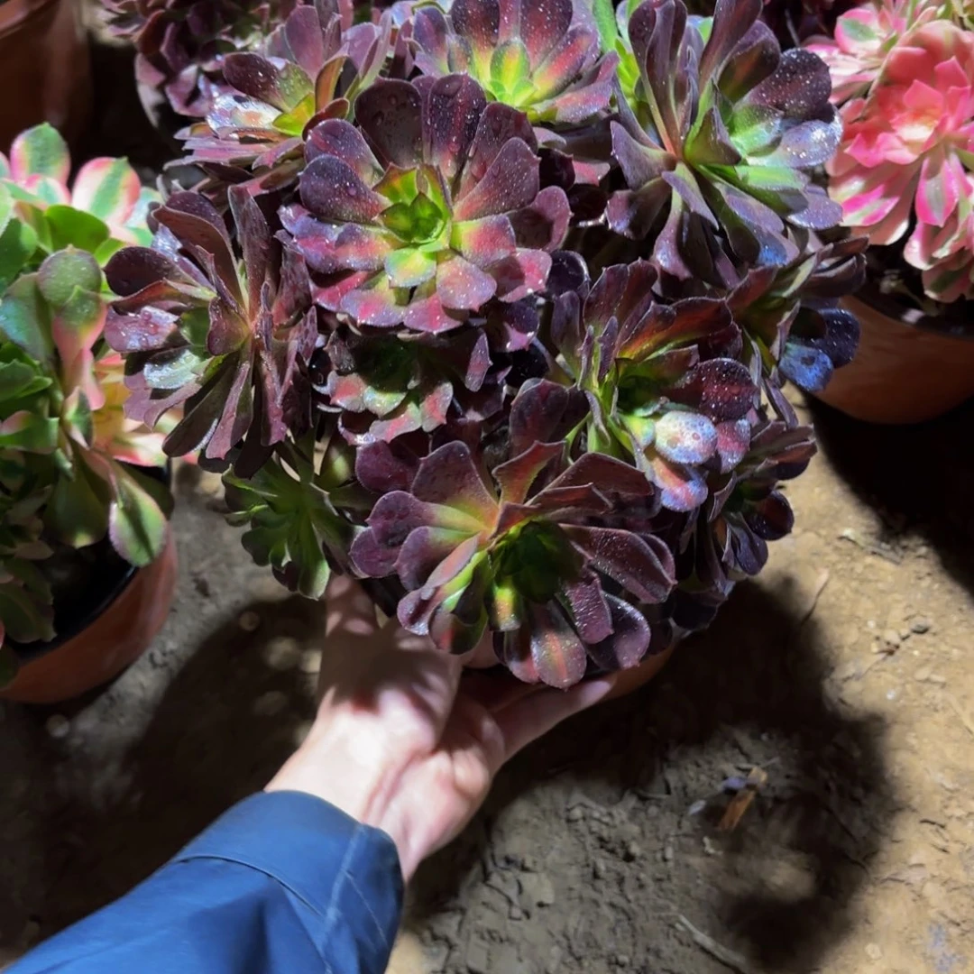 花纳绣球12.8多肉植物