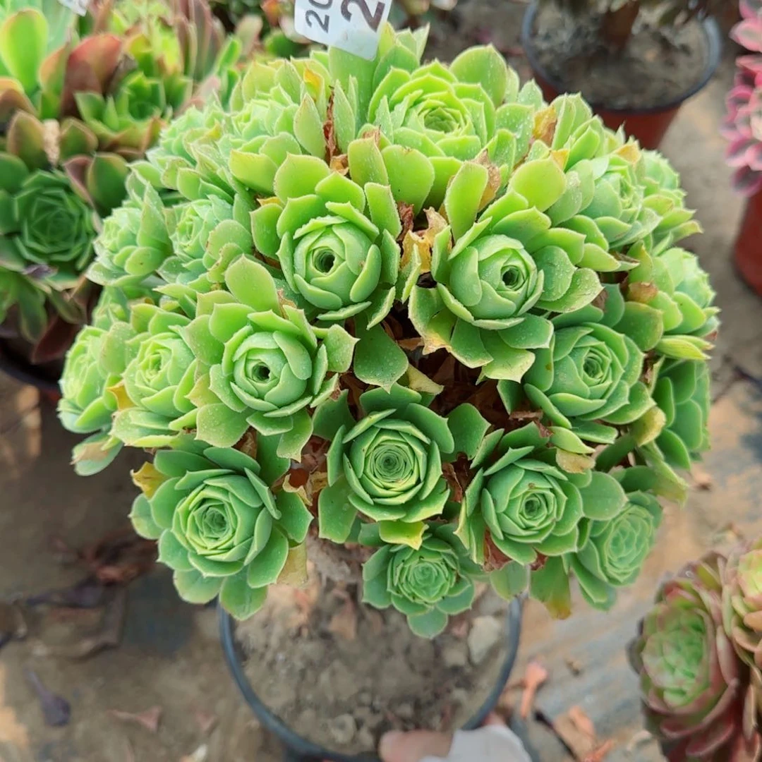 绿羊绒包子三年桩241满20包邮断枝不包