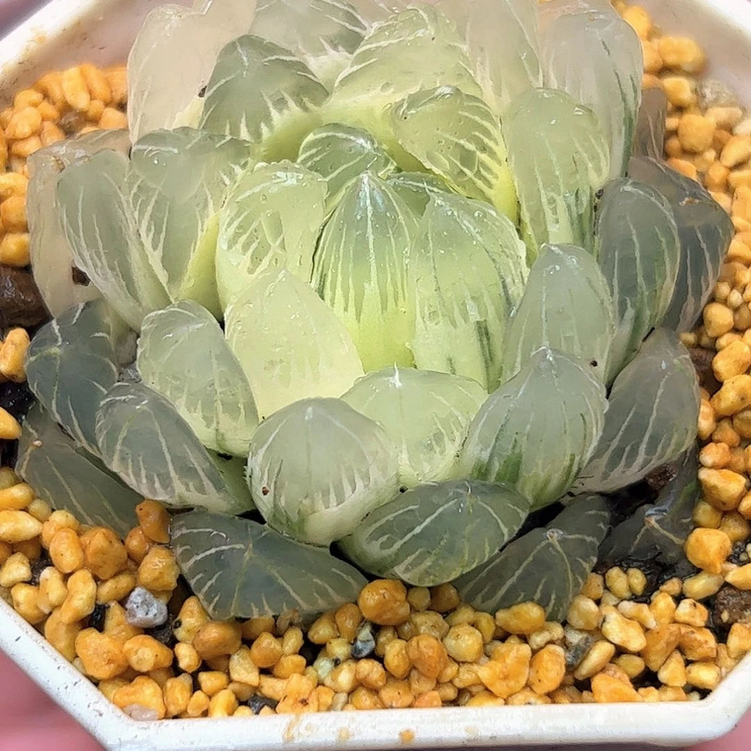 糊斑龙鳞母本锦十二卷