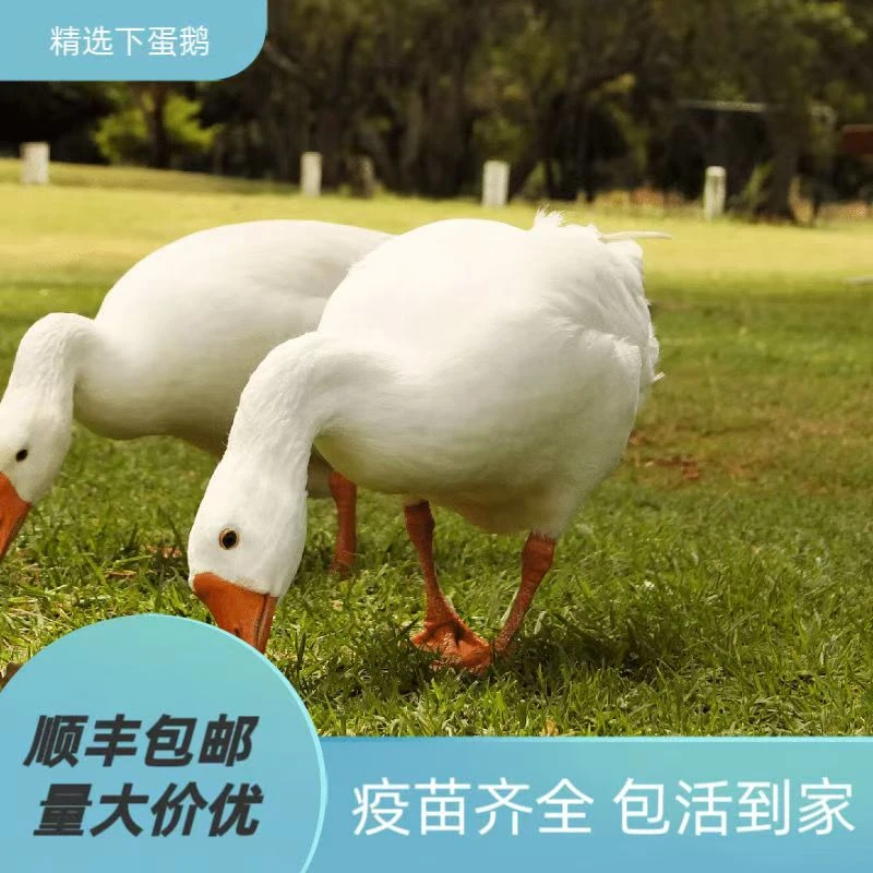 [一只大白鹅] 大白鹅8斤  2年 顺丰包邮
