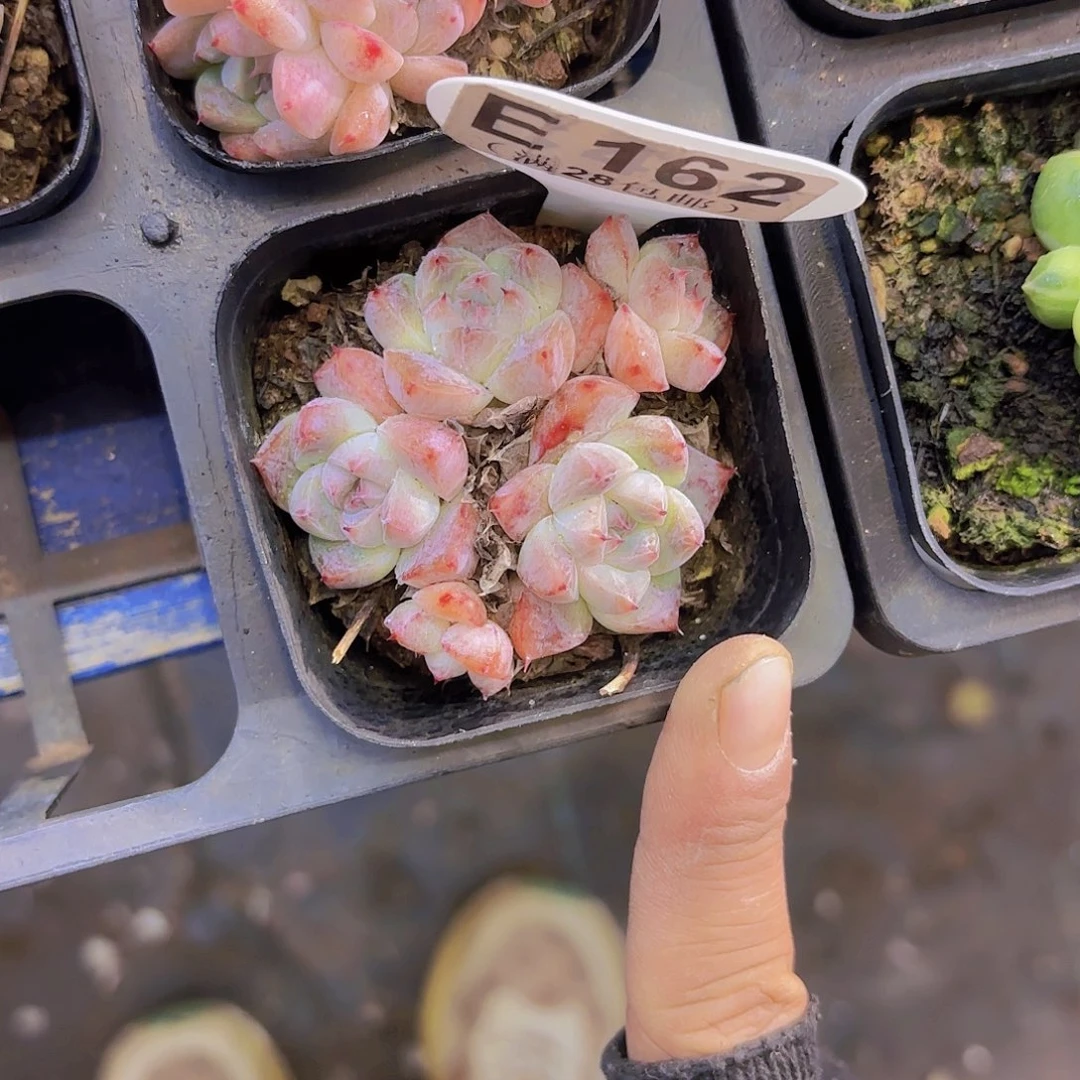 E162阿尔巴佳人一物一拍