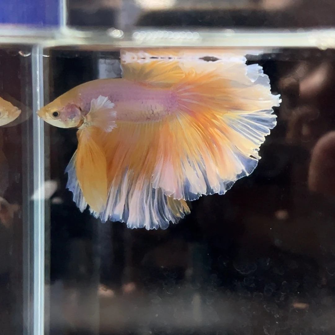 斗鱼8号破价出蛋黄一样的