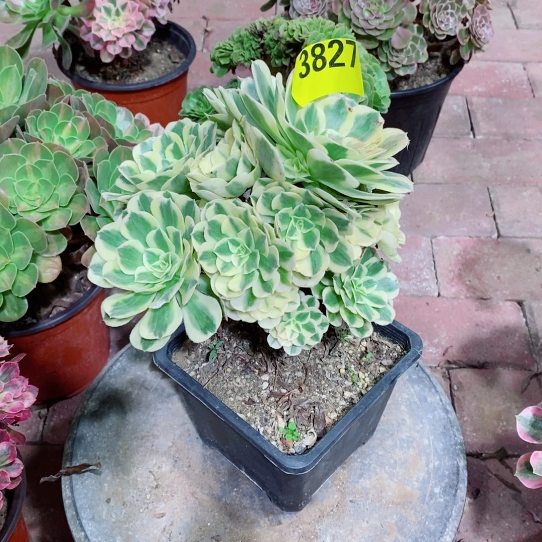 迈巴赫多肉植物3827