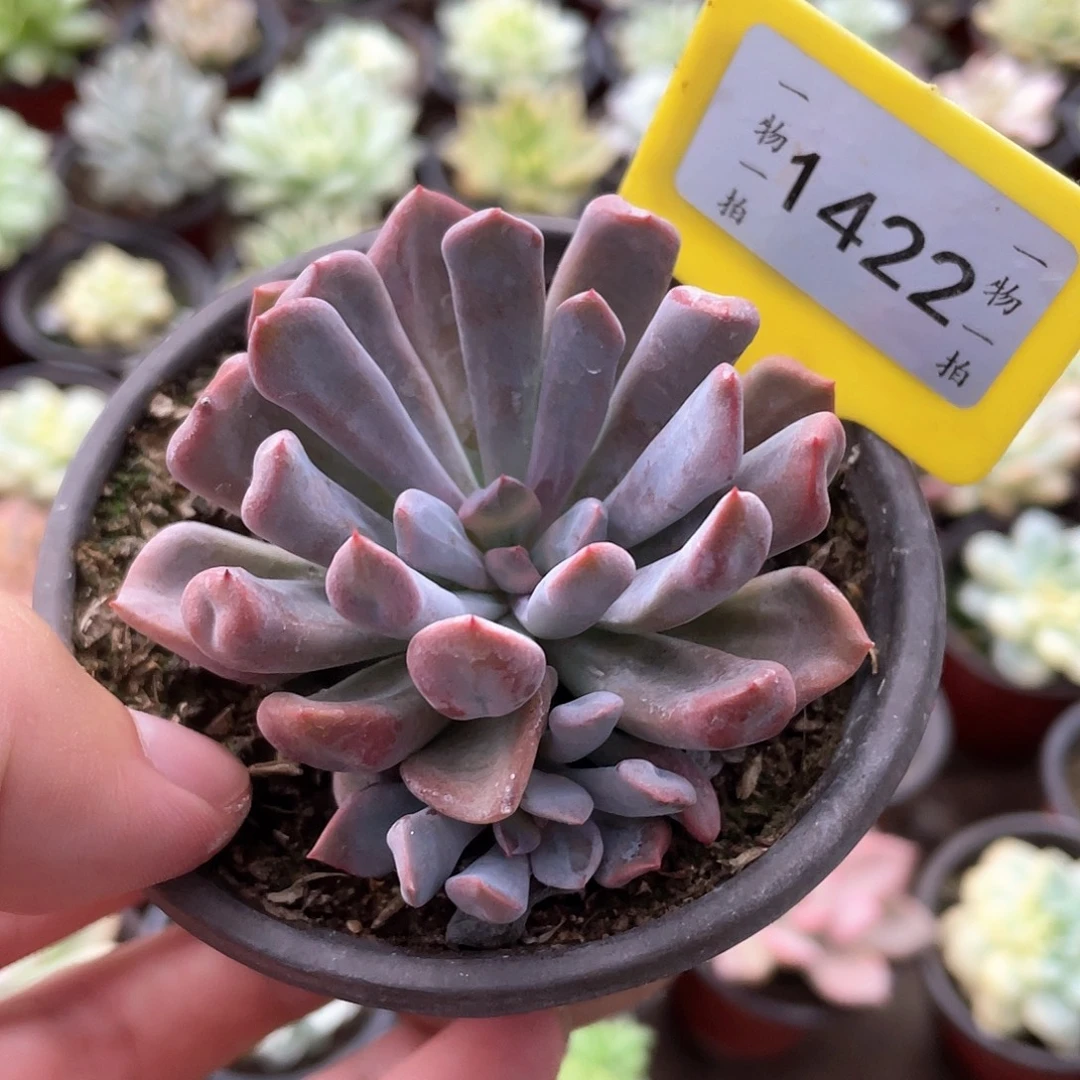 冰***冰1422号多肉植物盆栽