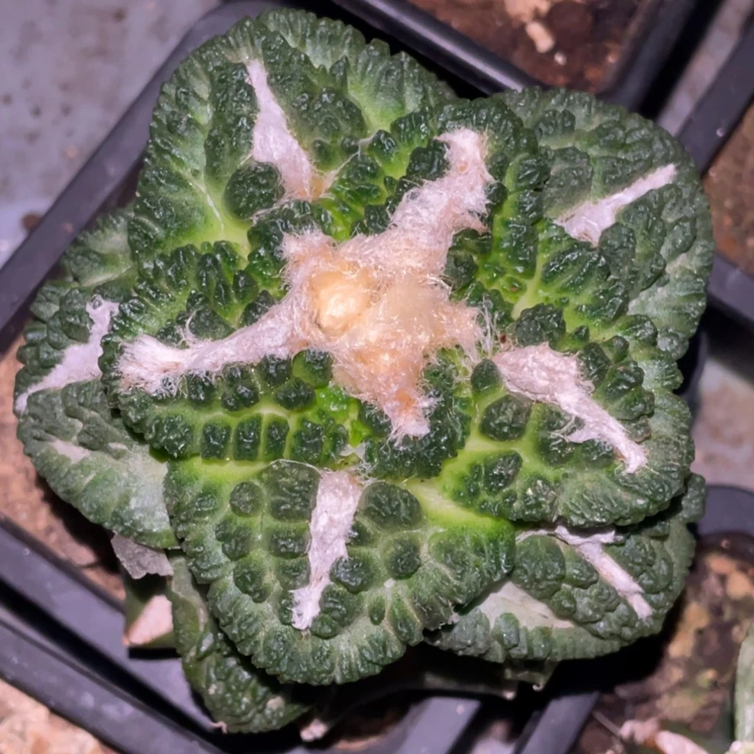 无花朵叠犹 大犹志贺龟甲牡丹