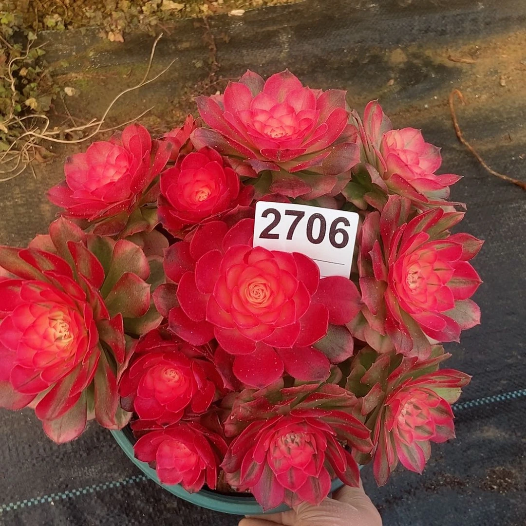 红陶2706荔枝冠22