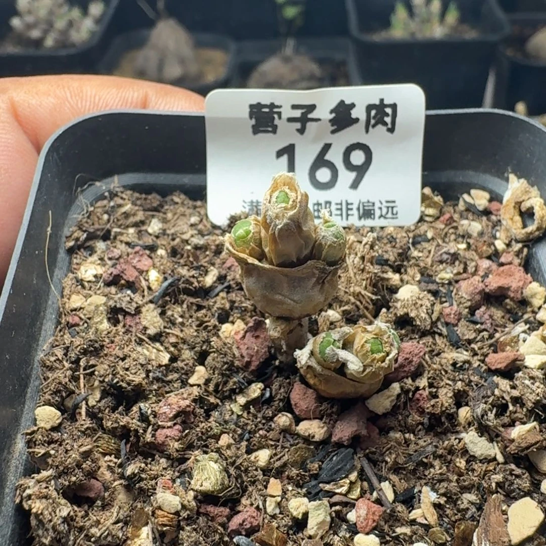 碧光环带盆土