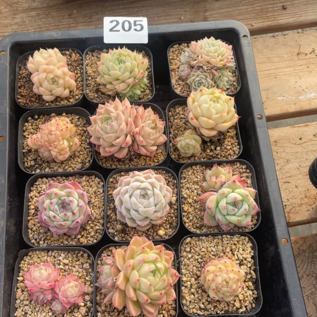 多肉植物十二个精品205