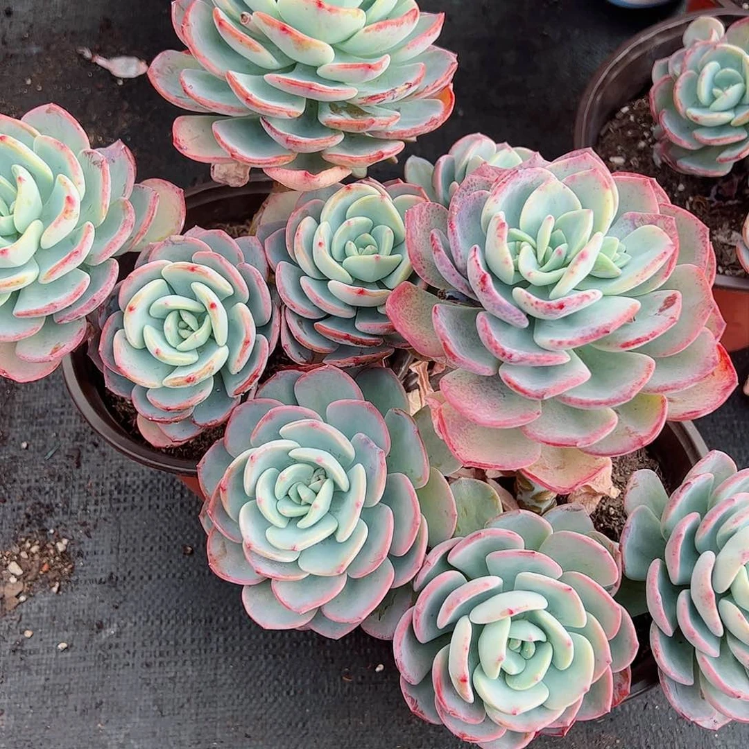 白月光三盆大盆老桩不包掉头