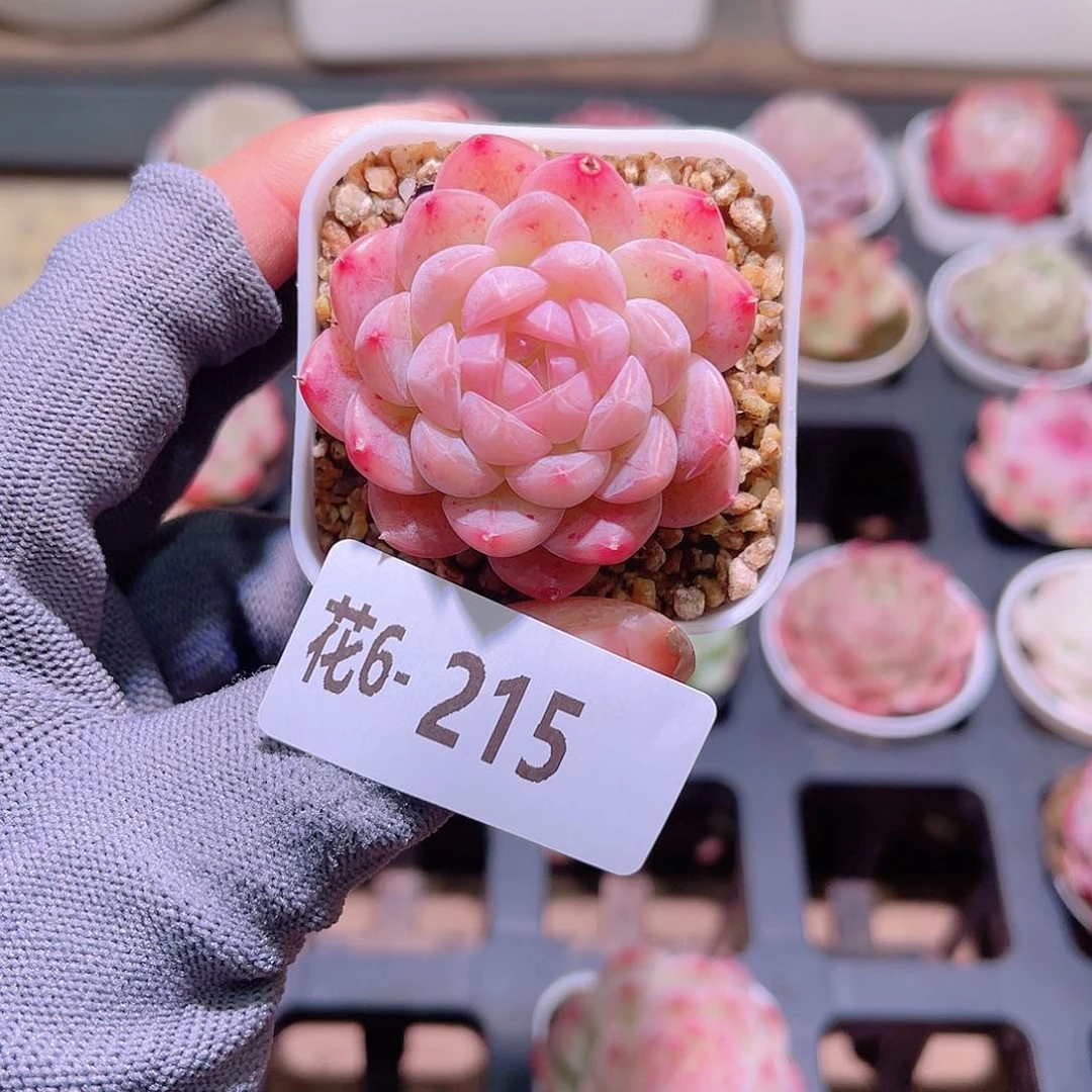 花06-215明月心单头