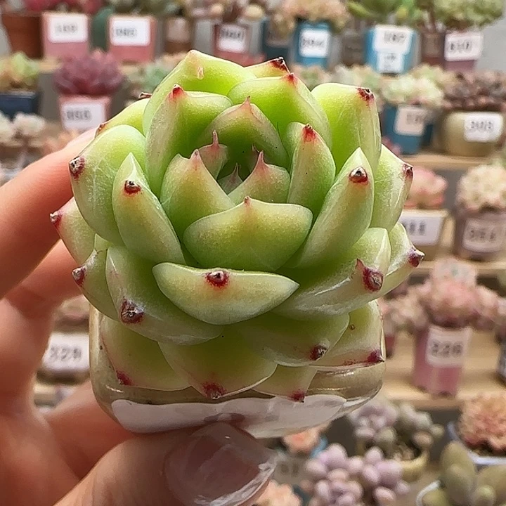 01麦秆满38包邮（除新疆 西藏 内蒙）