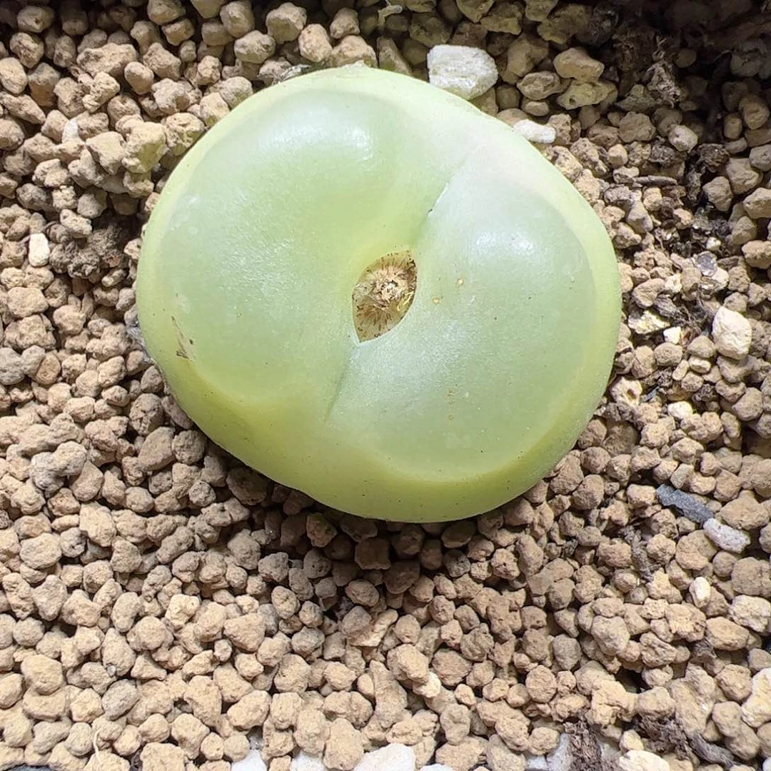 【闪购商品】344 拉登3.2cm