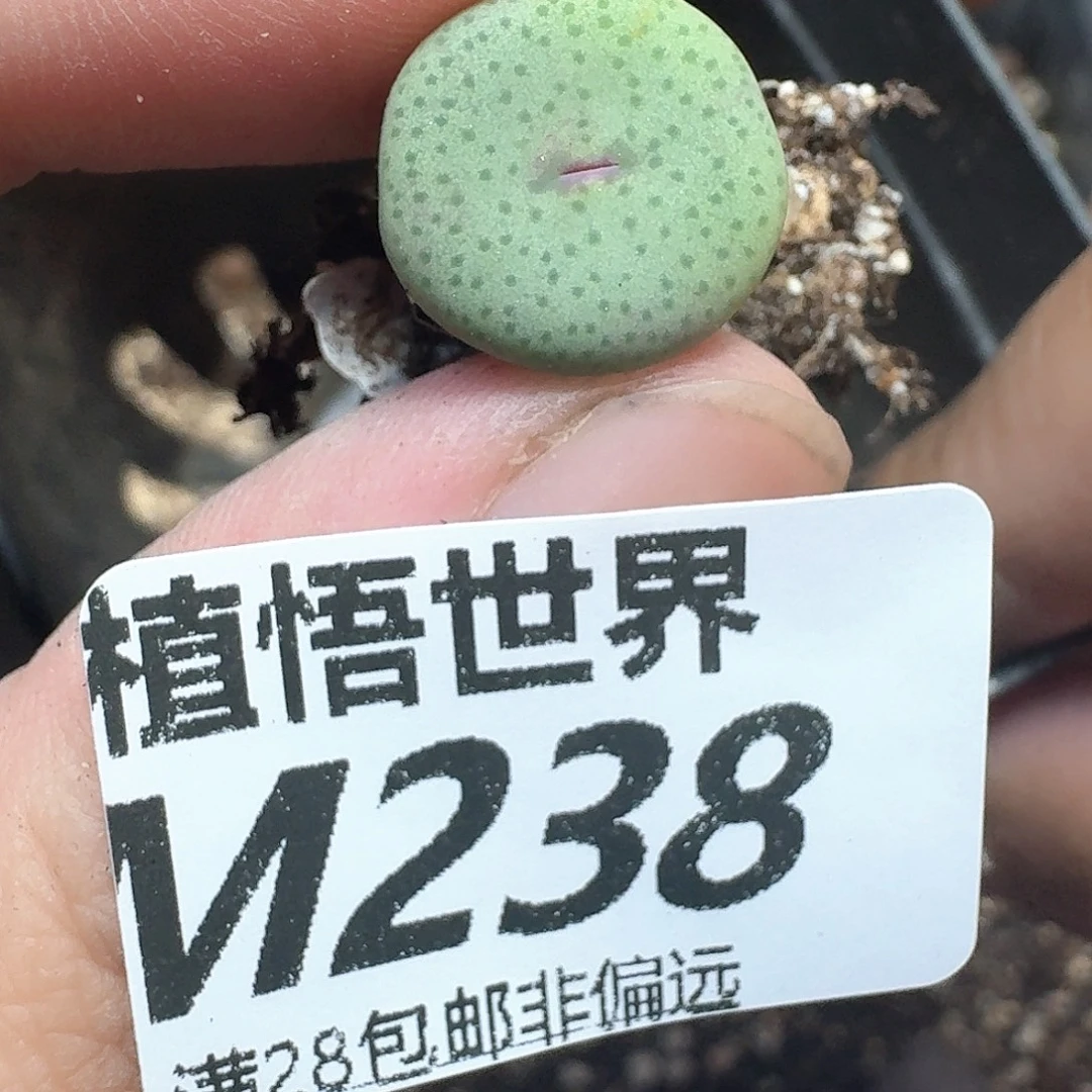 多肉植物的润泽地方