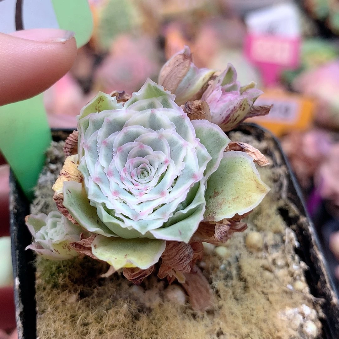 yjj017一物一拍秋夕玫瑰