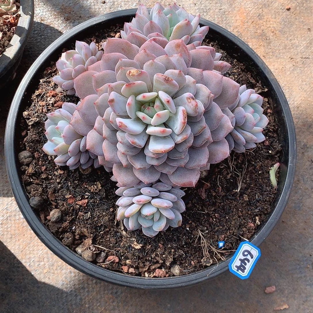 644星星橙 一物一拍多肉