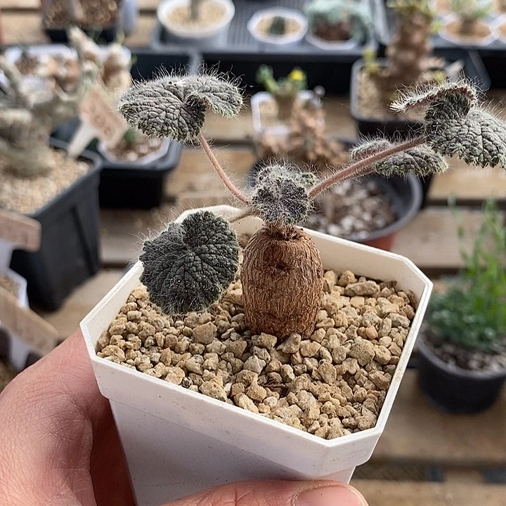 532圆叶洋葵带盆一一一一一一一