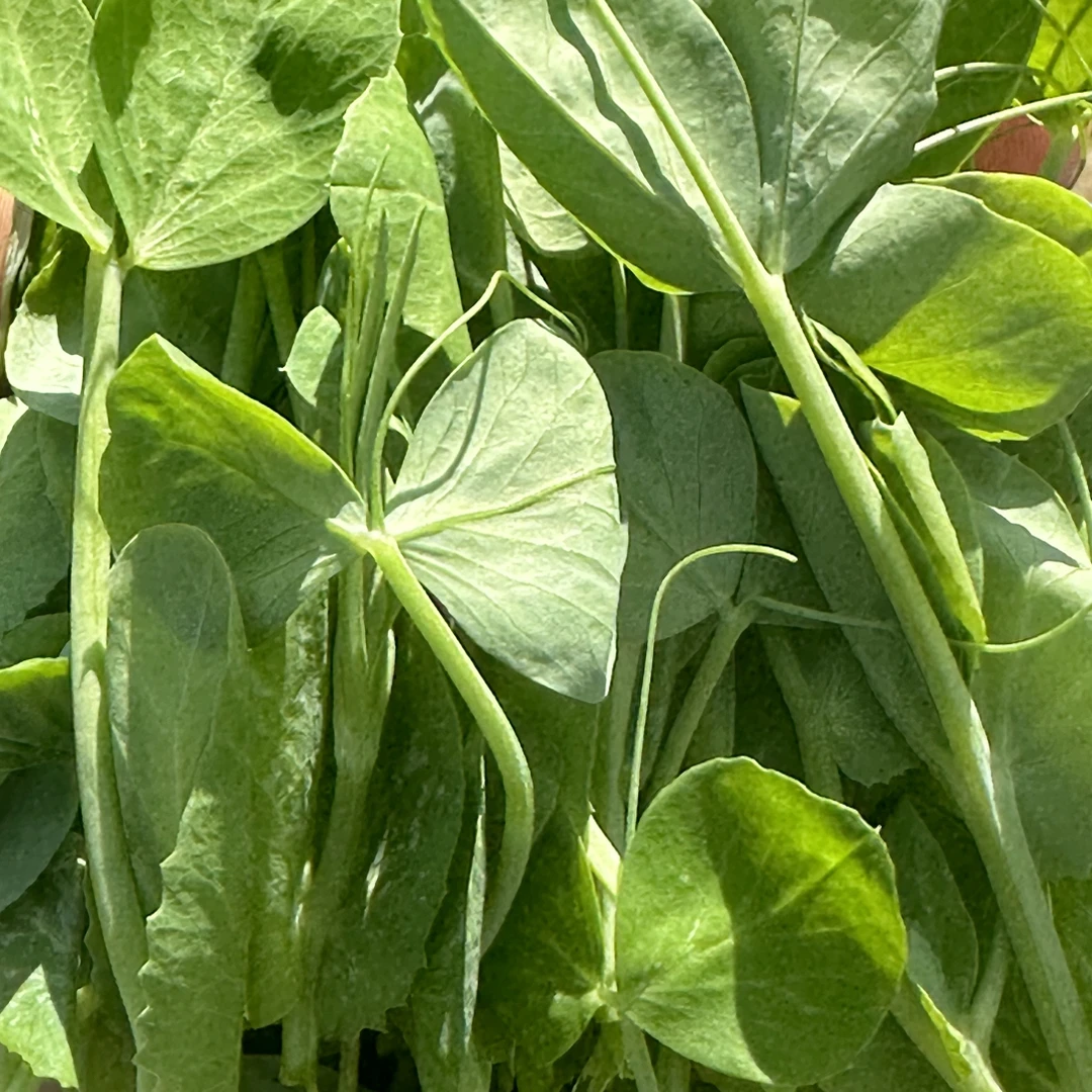 贵州新鲜豌豆尖当季时令火锅配菜新鲜蔬菜