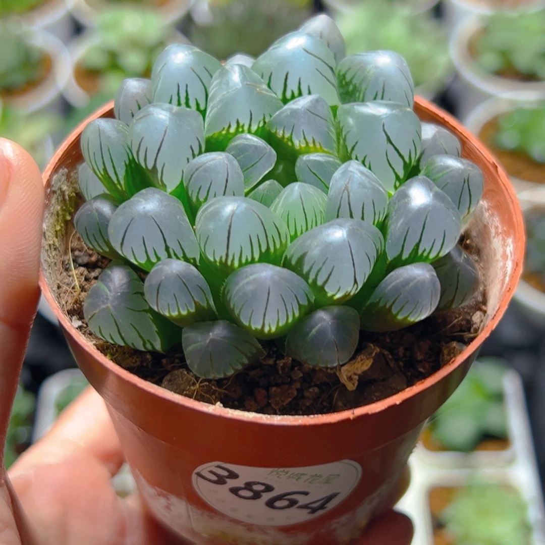 蛋***妞3864多肉植物一颗多肉