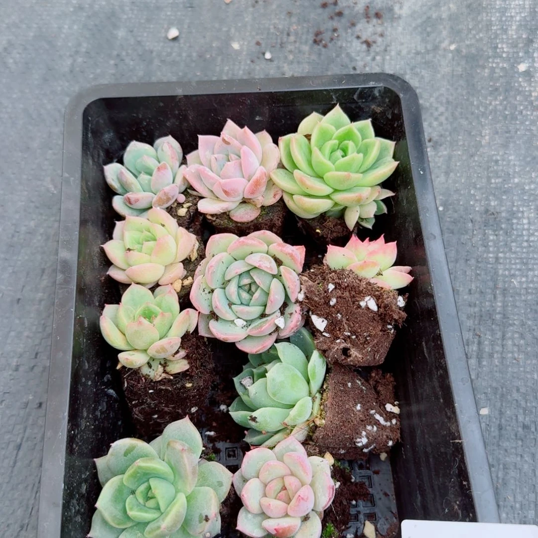 加种子灰5-34珍妮十棵量拍