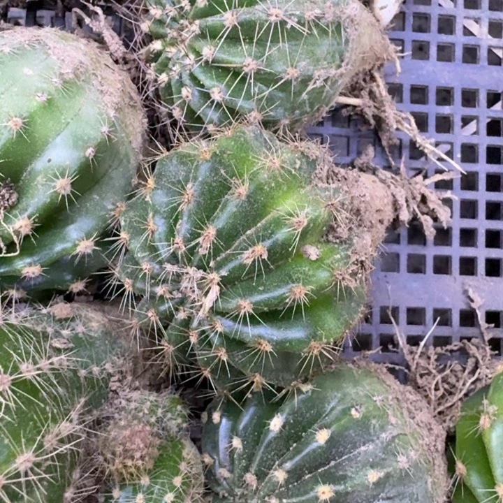 60实生彩草3个4到5公分左右脱土发货，20包邮