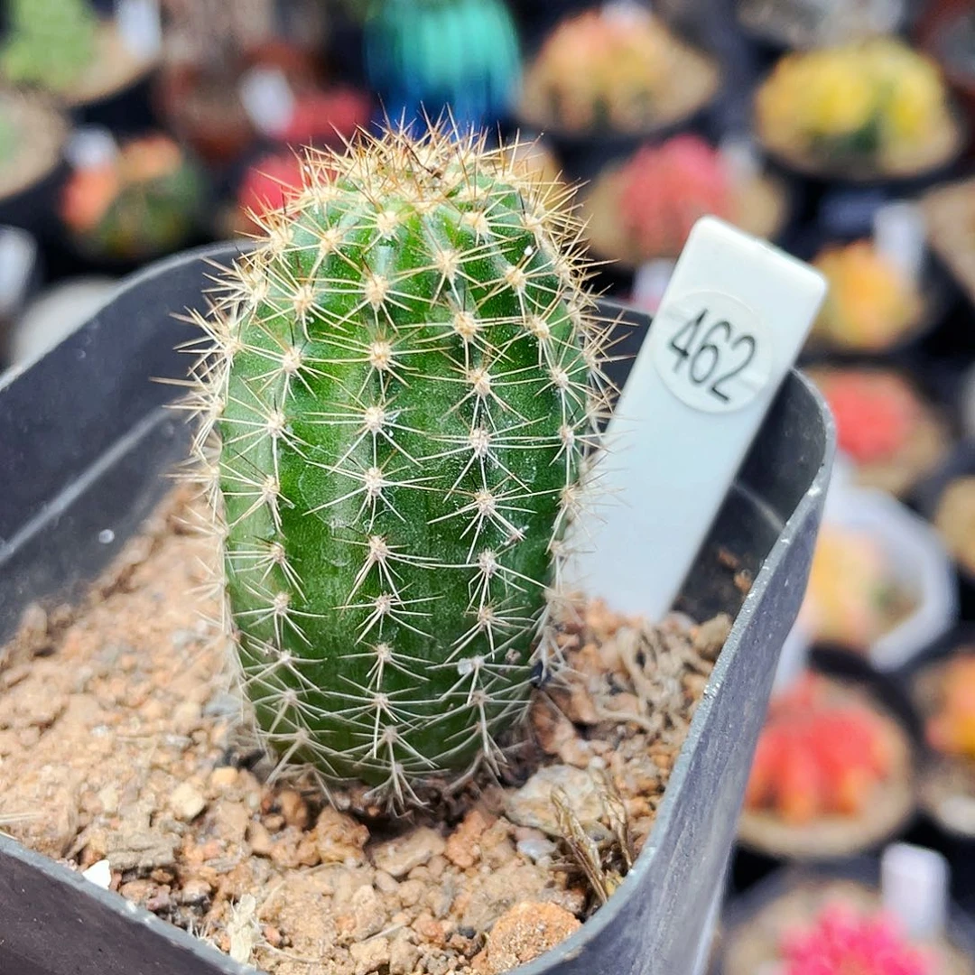 非偏远地区满25包邮仙人球