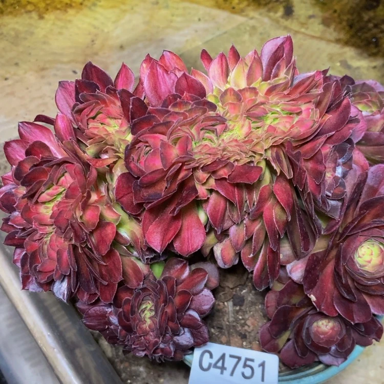 【闪购商品】4751抹茶多肉