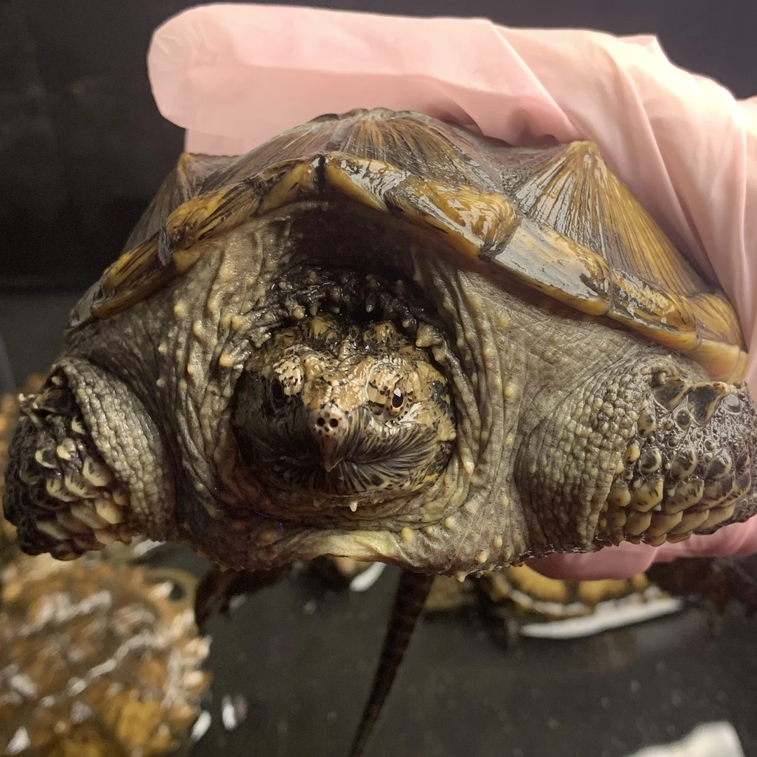 杂佛 宠物龟观赏龟