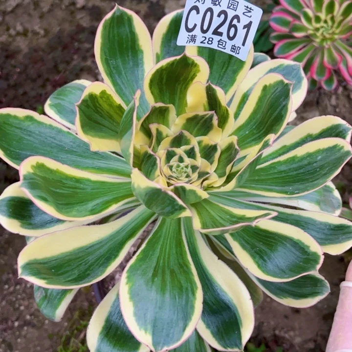 燕姿锦多肉植物法师0261法师