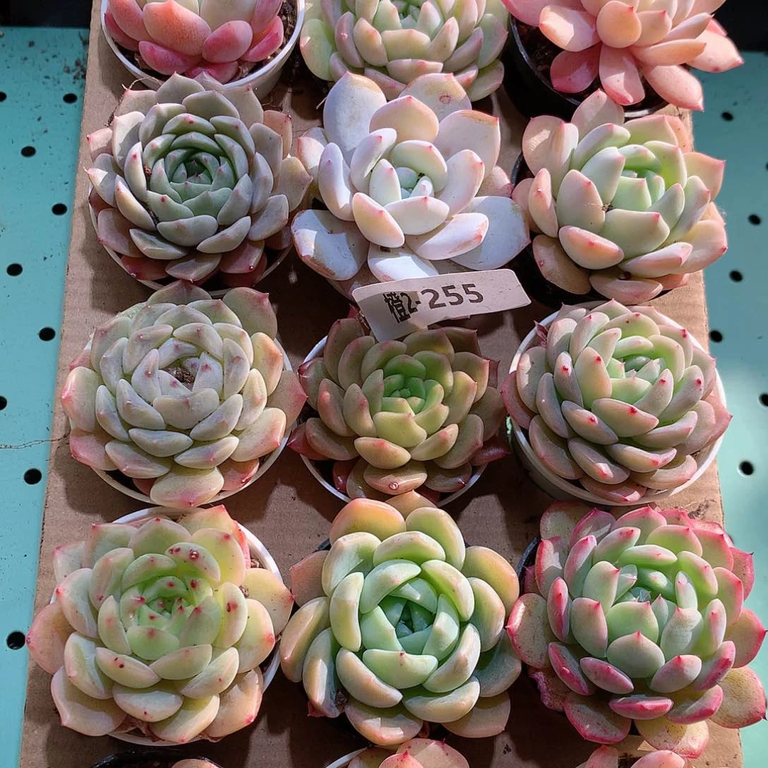 2-255一物一拍带盆18颗