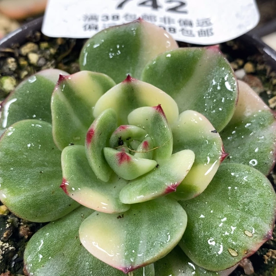 742三文玉锦大单头拉丝