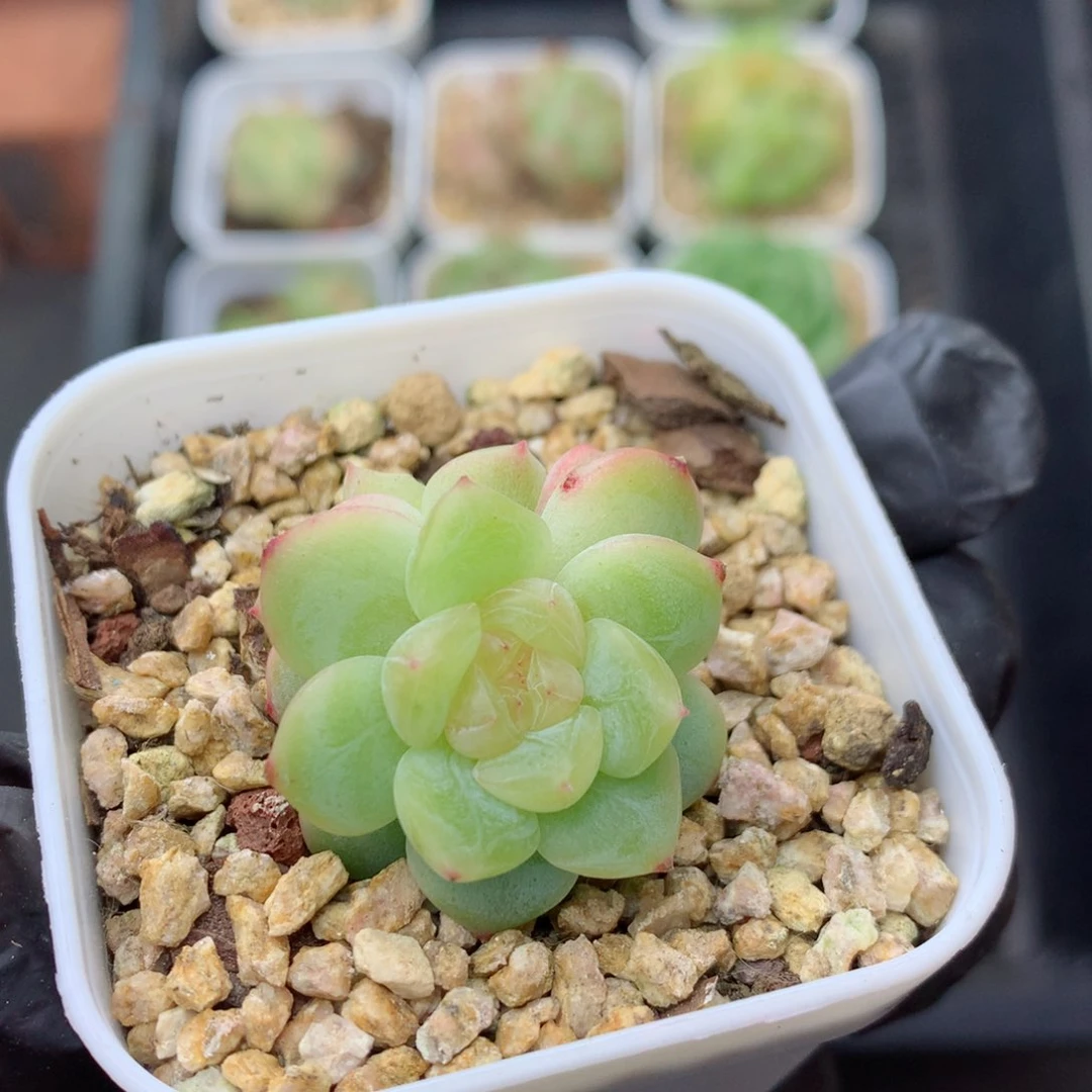 58包邮  群生不包整荔枝145