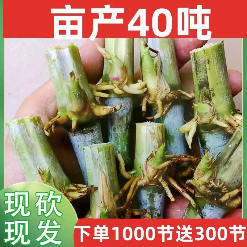 巨菌草多年生高产牧草王四季可种耐寒多年生养殖牛羊鱼牧草种节