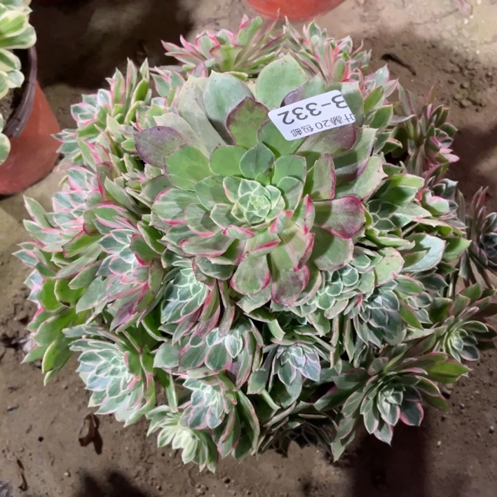 332万花筒多肉12345578