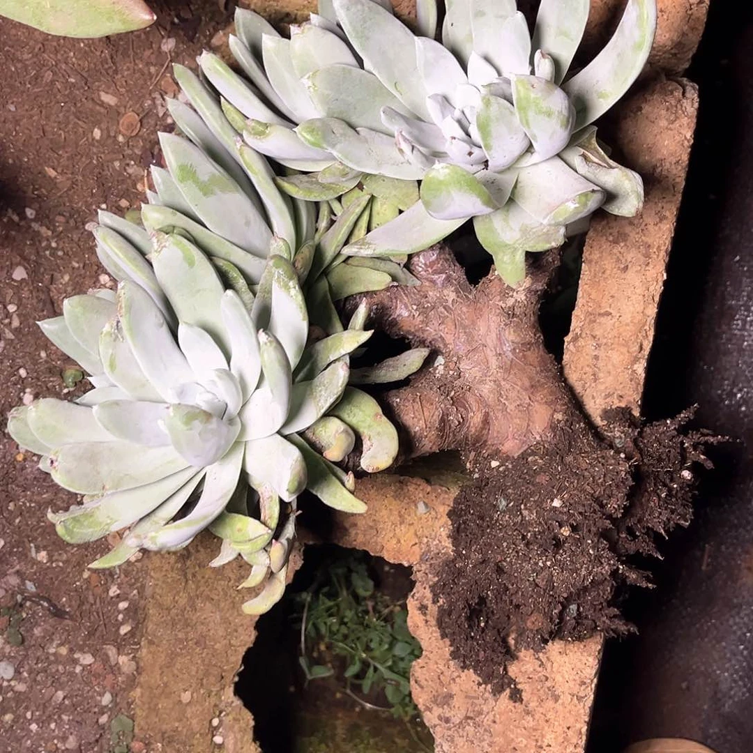 L**A怕脆弱缀化老桩多透