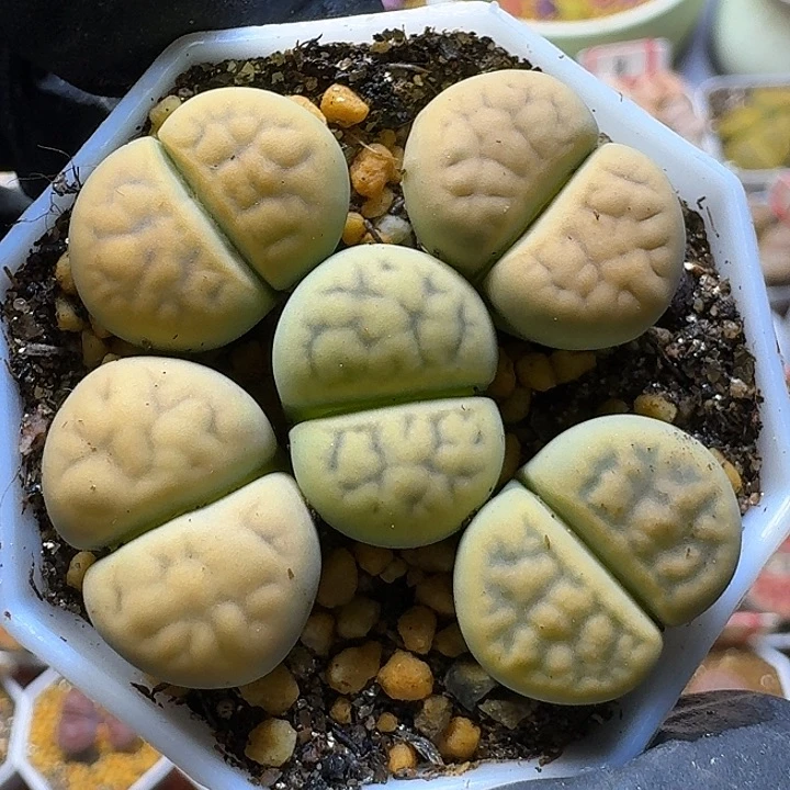 生石花111111。   103
