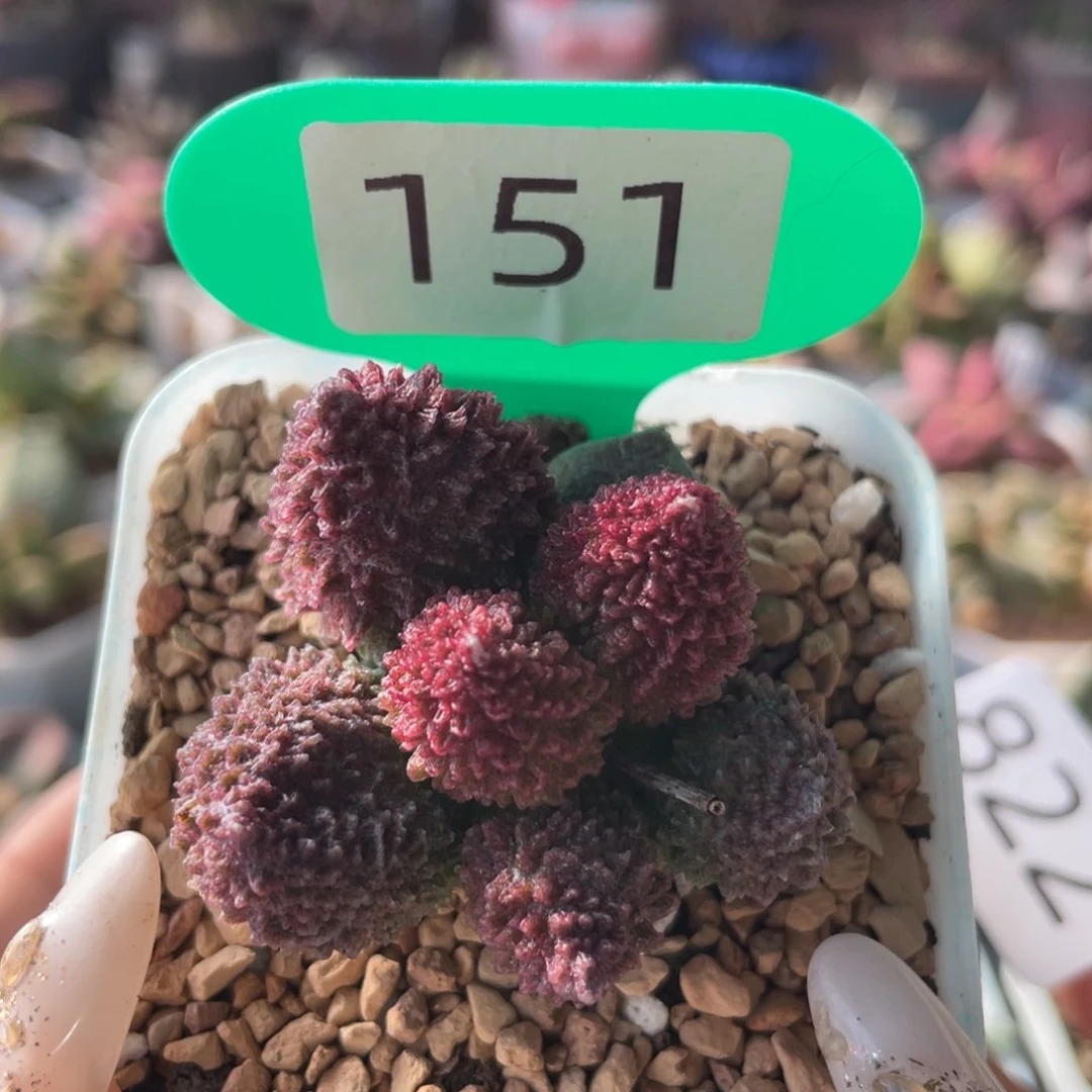 大又朱紫玉。  151。