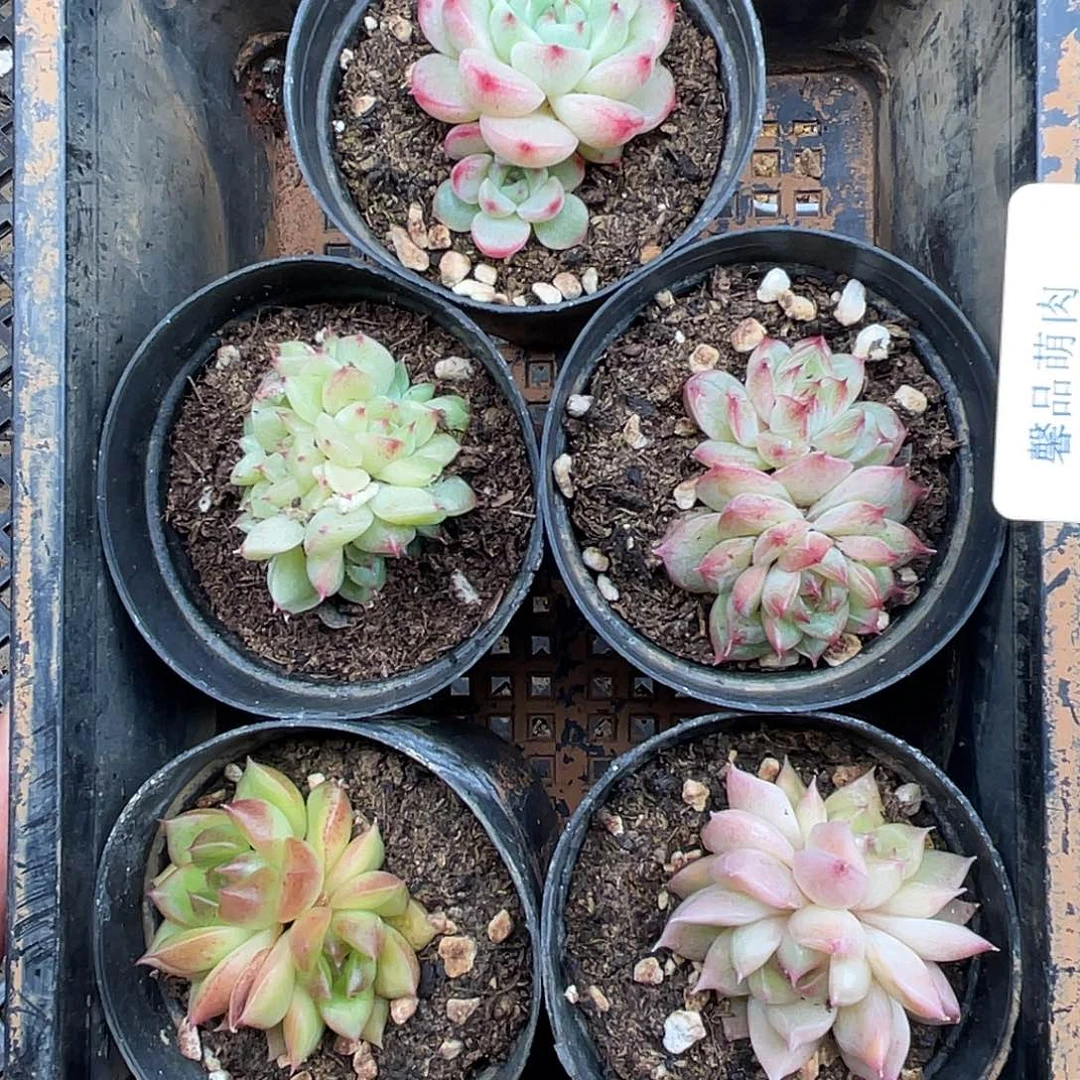 多肉一物一拍多肉3-29