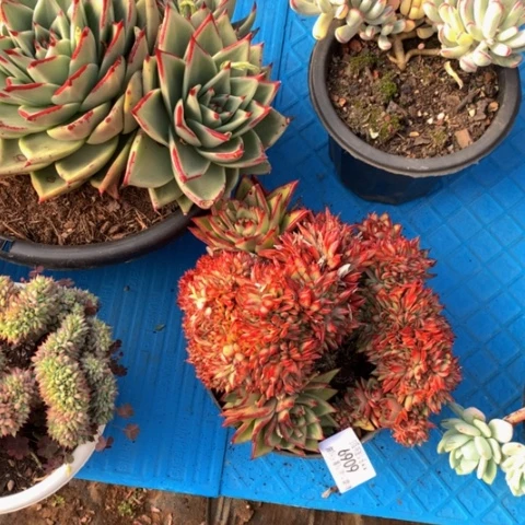 简*爱6069乌木缀化